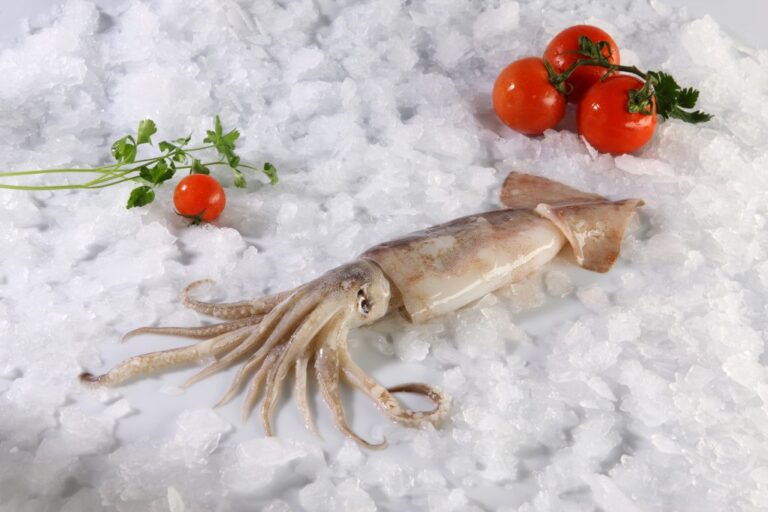 squid
