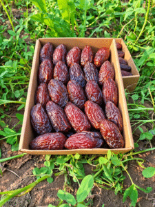 Delight Medjool dates